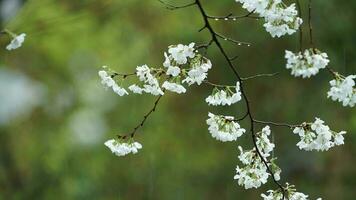 de skön blommor blomning i de trädgård med de regnig droppar i de regnig dag foto