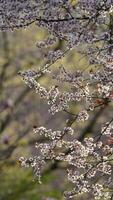 de skön blommor blomning i de trädgård i vår med de värma solljus foto