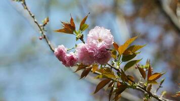 de skön blommor blomning i de trädgård i vår med de värma solljus foto