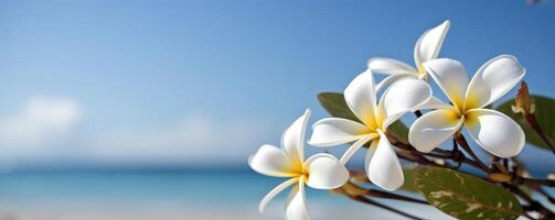 plumeria frangipani på tropisk hav och strand blå himmel bakgrund, sommar festlig tid. generativ ai foto