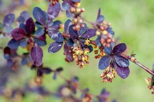 en buske med skön gul blommor. de blommande träd. foto