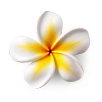 plumeria blomma isolerat. illustration ai generativ foto