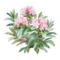 generativ ai innehåll, buske rhododendron ljus rosa kvist med blommor och löv vattenfärg hand dra illustration på en vit bakgrund. foto