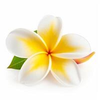 plumeria blomma isolerat. illustration ai generativ foto