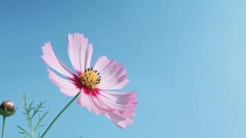 kosmos blomma över himmel bakgrund. illustration ai generativ foto