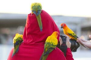 härlig skön gul grön papegoja Sol conure på mänsklig huvud foto