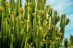 en klump av kaktusar foto