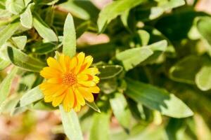 bakgrund med blommor foto