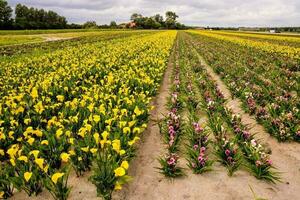 en fält av blommor foto