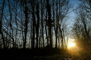 träd i skogen foto