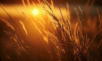 solnedgång över vågig gräs, en trevlig natur abstrakt med gyllene orange nyans ai genererad foto