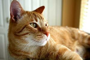 porträtt av orange tabby katt avkopplande foto