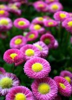 en lappa av ljus rosa engelsk daisy i en trädgård foto
