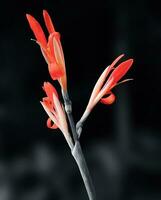 estetisk orange blommor med svart bakgrund foto