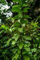 guava träd växt med dess tät löv mot en naturlig bakgrund foto