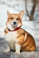 welsh corgi pembroke i de vinter- skog foto