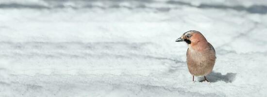 närbild av ett eurasian jay garrulus glandarius på en träd i vinter- foto