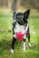 rolig liten chihuahua hund spelar på de gräs. foto