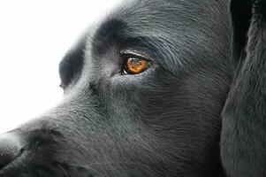 profil av labrador retriever isolera på vit bakgrund. en sällskapsdjur, djur. svart hund med brun ögon. foto