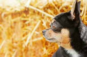 profil av en chihuahua hund på en sugrör bakgrund. hund av en små ras tricolor svart brun vit. foto