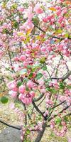 färgrik vår blommor i de trädgård. blommig bakgrund. vår blommor. foto