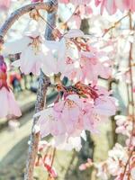 färgrik vår blommor i de trädgård. blommig bakgrund. vår blommor. foto