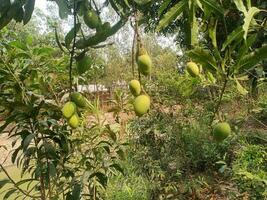 närbild av mango hängande, mango fält, mango bruka med solljus effekt, jordbruks begrepp, jordbruks industri begrepp. foto