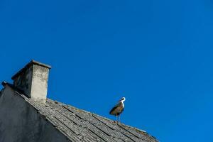 l stor stork fågel Sammanträde på en bakgrund av blå vår himmel på en grå tak foto