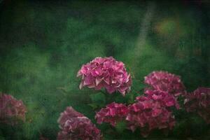 delikat sommar hortensia blommor på en grön bakgrund i de trädgård foto