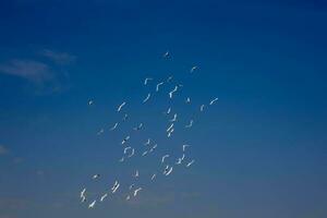 en flock av vit flygande duvor flygande mot sommar blå himmel med vit moln foto