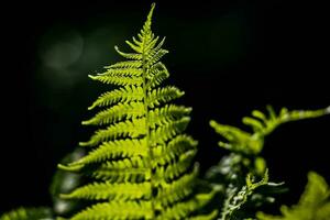 ung delikat blad av ljus grön ormbunkar på en mörk bakgrund upplyst förbi de vår Sol foto