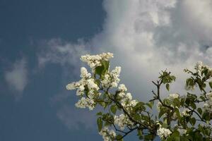 blomning vit vår lila med grön löv på en bakgrund av blå himmel foto