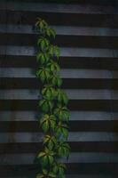 grön murgröna blad på mörk metall randig bakgrund foto