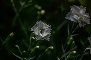 vit nejlika blommor mot en bakgrund av grön löv i en värma sommar trädgård foto