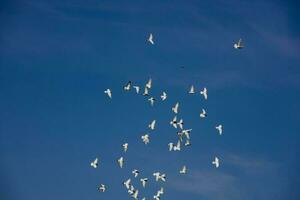 en flock av vit flygande duvor flygande mot sommar blå himmel med vit moln foto