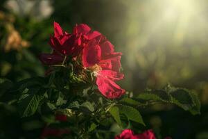 färgrik delikat vild reste sig upplyst förbi värma sommar kväll Sol foto