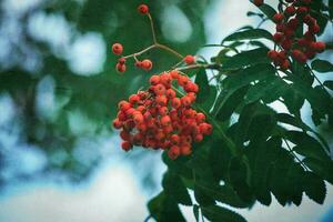 röd rönn bland de grön löv på de träd i närbild på en värma augusti dag foto