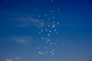 en flock av vit flygande duvor flygande mot sommar blå himmel med vit moln foto