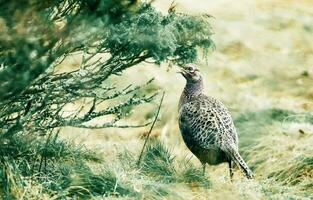 fasan fågel natur djur- vilda djur och växter ornitologi foto