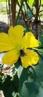 fri luffa blomma, tapet, skönhet blomma, skönhet natur foto