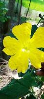 fri luffa blomma, tapet, skönhet blomma, skönhet natur foto