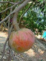 tjock vaniljsås äpple, socker äpple, tapet foto