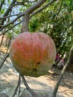 tjock vaniljsås äpple, socker äpple, tapet foto