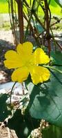 fri luffa blomma, tapet, skönhet blomma, skönhet natur foto