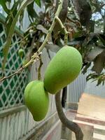 mango, utsökt mat, mogen mango, naturlig mat foto