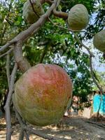 tjock vaniljsås äpple, socker äpple, tapet foto