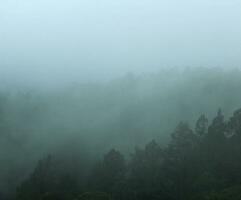 dimmig skog landskap. läskigt berg skog natur tema bakgrund med dimma humör. foto