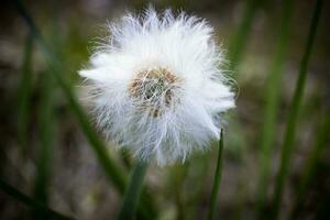 vit fluffig utsäde boll av en tussilago huvud växt tussilago farfara på suddig skog golv med lång grön gräs bakgrund foto