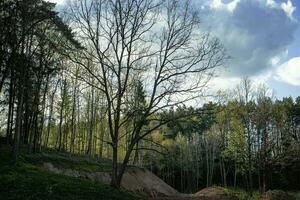 skön skog i vår med ung löv på träd på blå molnig himmel bakgrund foto