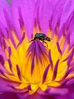 insekt på de topp av lotus blommor foto